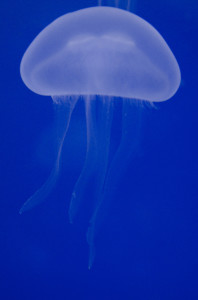 Acquario Civico Milano - meduse